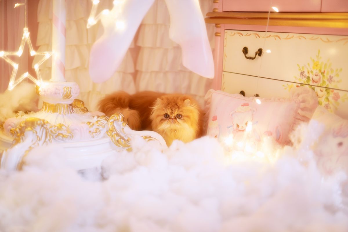 图片[3]-蠢沫沫-猫-COS世界